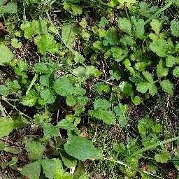 Photo_plants_01.jpg