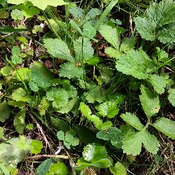Photo_plants_02.jpg