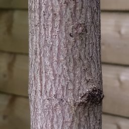 Photo_tree_trunk_01.jpg