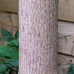 Photo_tree_trunk_02.jpg