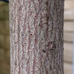Photo_tree_trunk_03.jpg