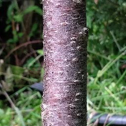Photo_tree_trunk_04.jpg