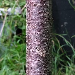 Photo_tree_trunk_05.jpg