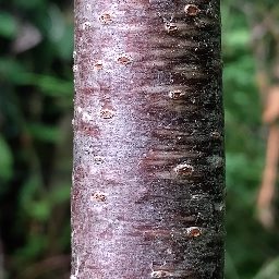 Photo_tree_trunk_06.jpg
