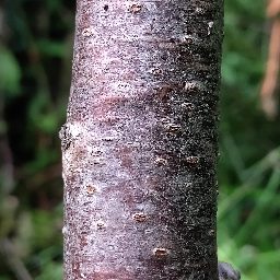 Photo_tree_trunk_07.jpg