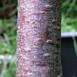 Photo_tree_trunk_08.jpg