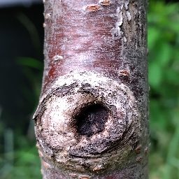 Photo_tree_trunk_09.jpg