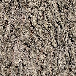 Tree_bark_03_1024px.png