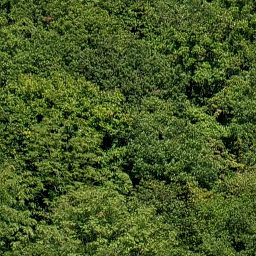 Trees_canopy_03_512px.png