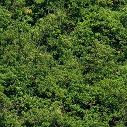 Trees_canopy_04_512px.png