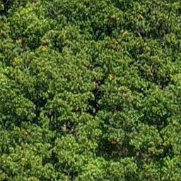 Trees_canopy_06_256px.png