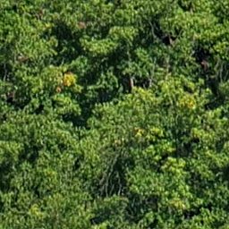 Trees_canopy_07_256px.png