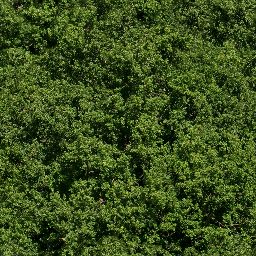Trees_canopy_08_1024px.png