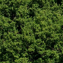 Trees_canopy_10_512px.png