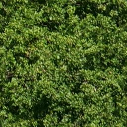 Trees_canopy_11_256px.png