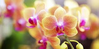 Avatar de SEDIRA Salima