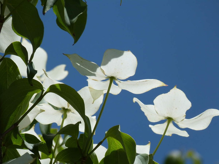 Flots de printemps