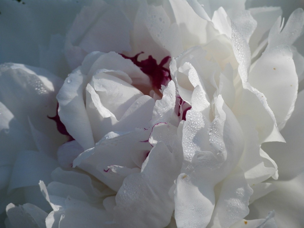 Dentelle d'organdi