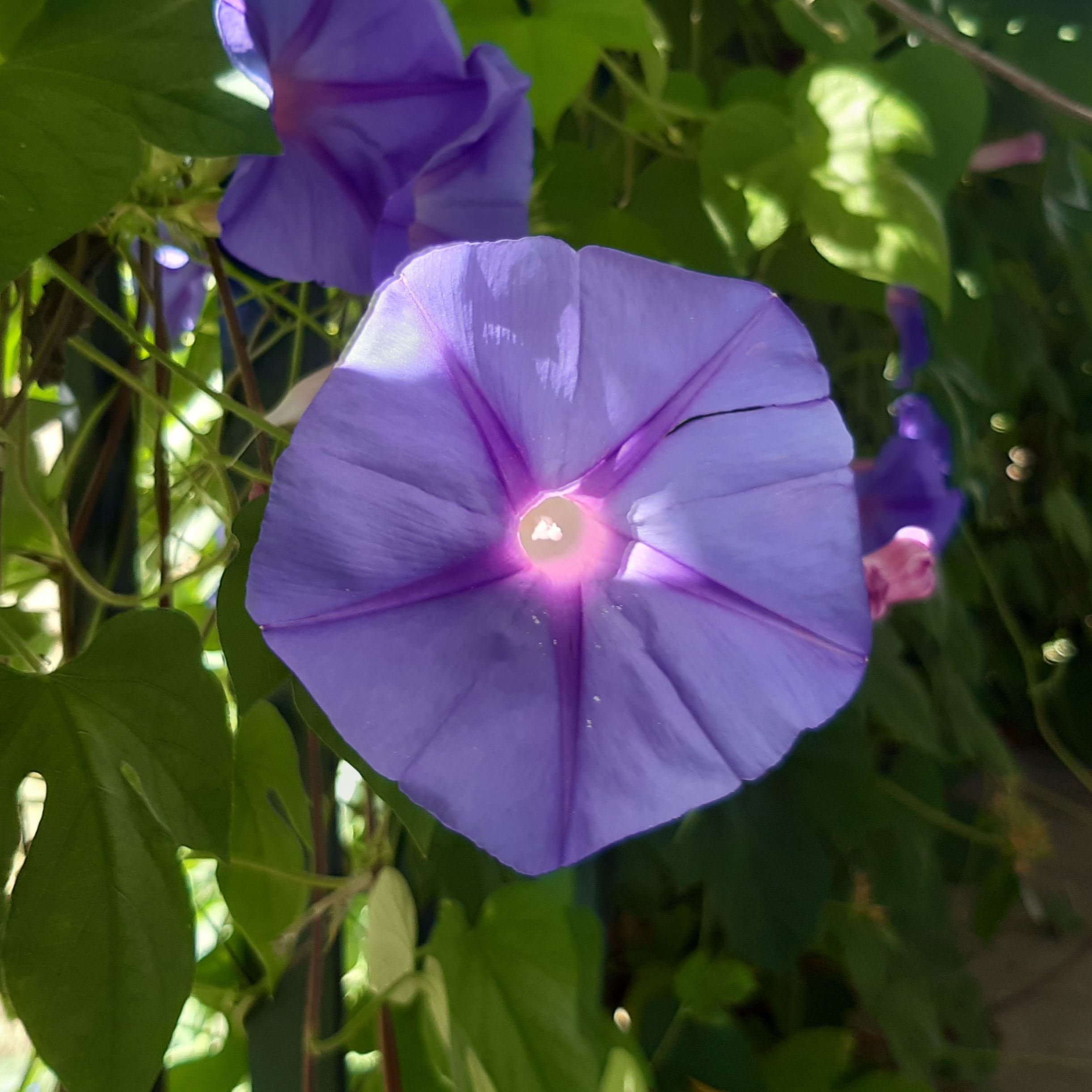 Bonjour à tous, Peuple des Mots,