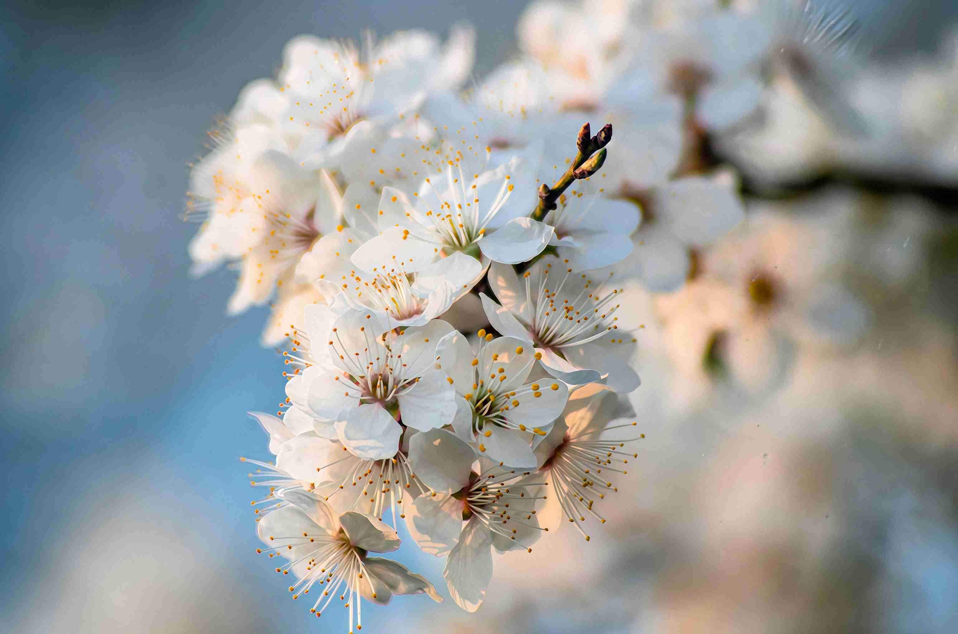 La beauté ordinaire