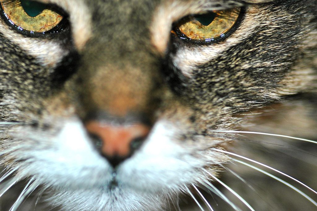 L'oiseau Dameret (fable)