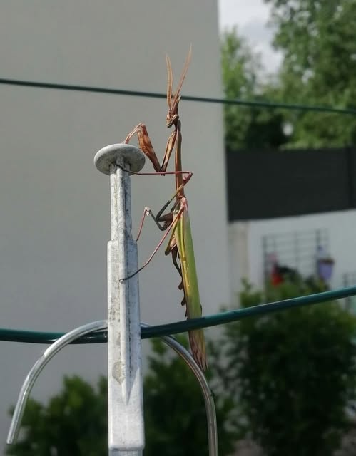 Marionnettiste