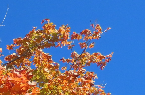 Automne - Frisesni