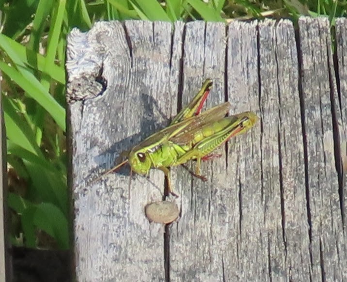 Fib entomologique
