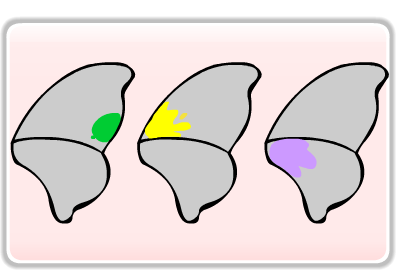 3 alas de mariposa con colores verde, amarillo y morado