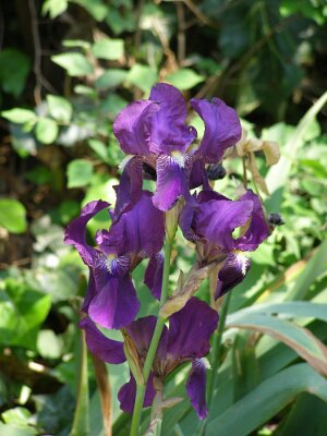 20060503-151556-P5030173