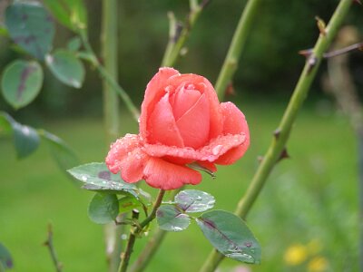 20060827-163621-P8270080