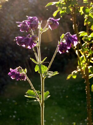 20070501-180346-P5011699R