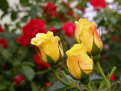 20070519-202154-P5190027