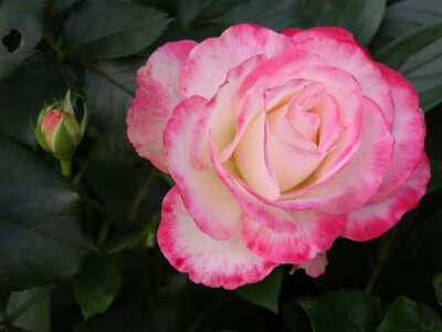 20070523-205452-P5230015