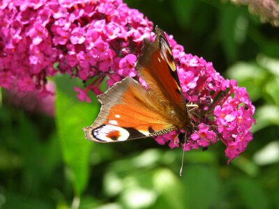 20070708-135437-P7080546