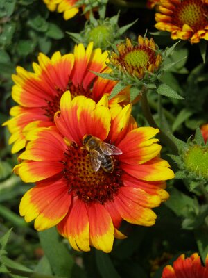 20090731-163833-P7311638