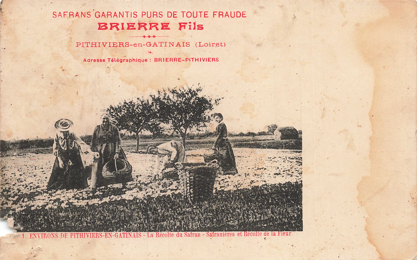 CPA PITHIVIERS-en-GATINAIS Le Safran Épulchage (860554) | Europe - France - Centre - Loiret [45] - Pithiviers, Postcard