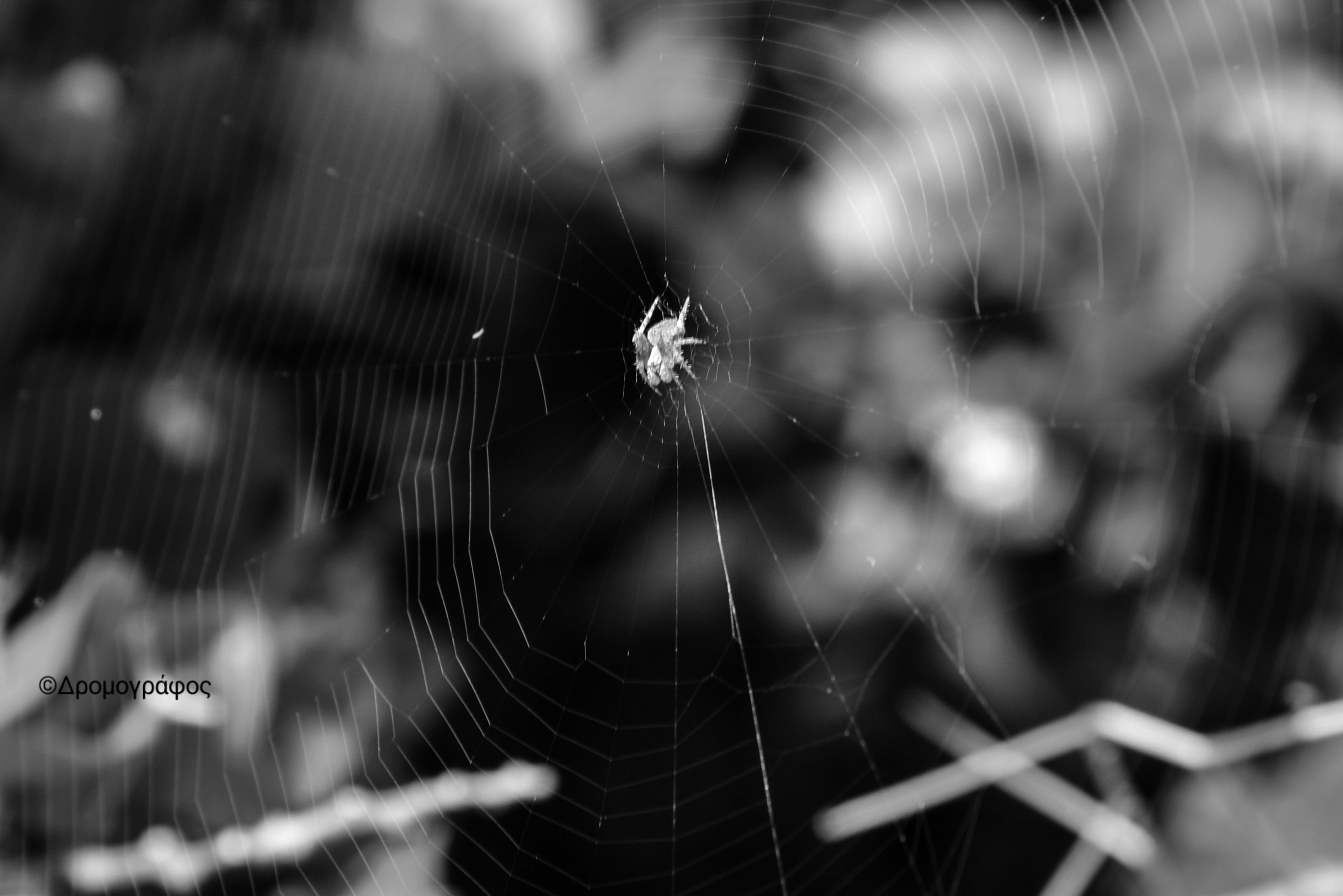 Caught in a spider web ﻿