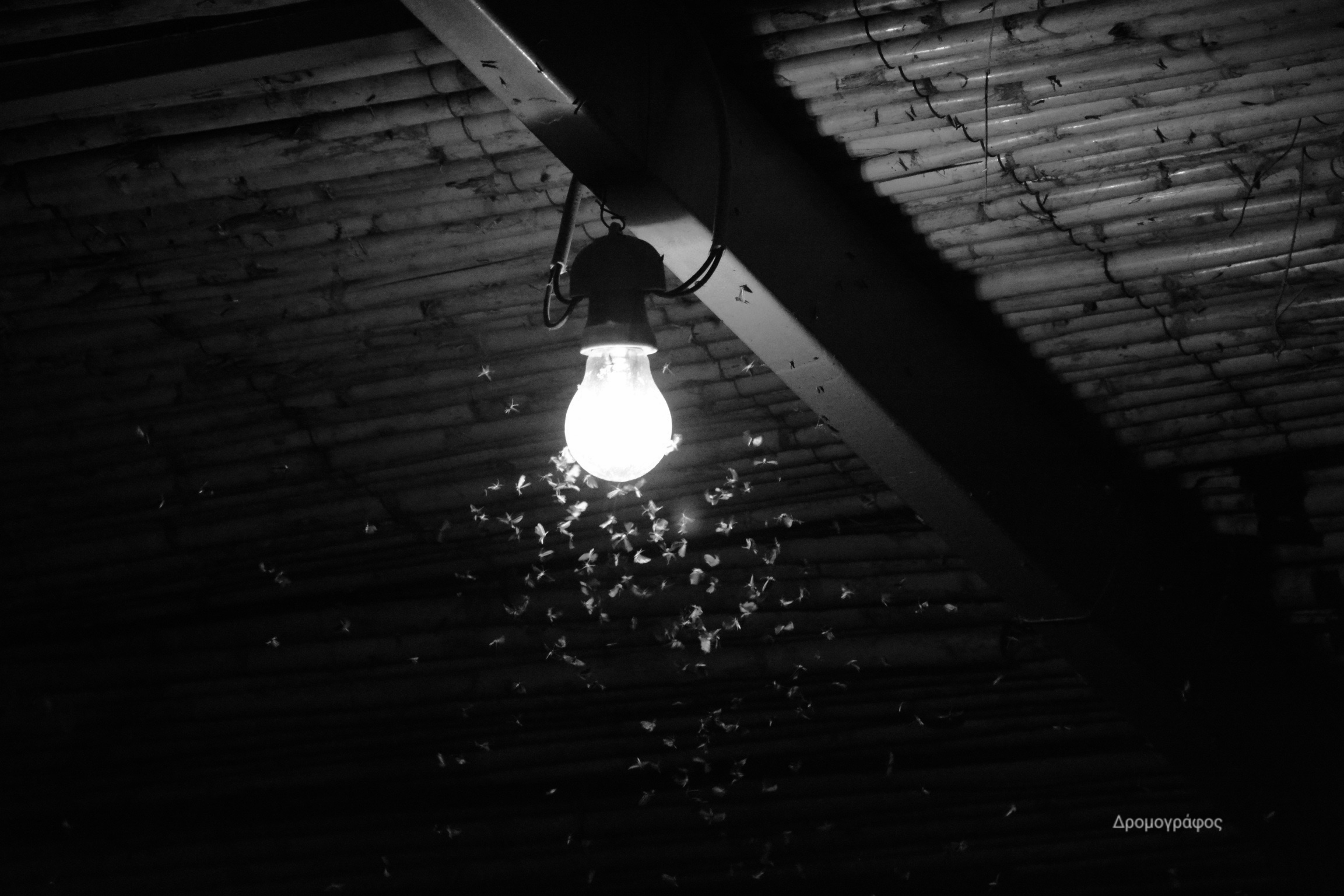 a lamp surrounded by flying bugs attracted to light