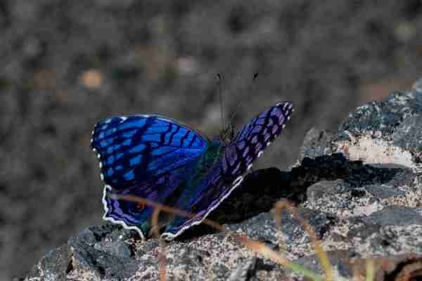 Junonia rhadama - © Yoann OURY